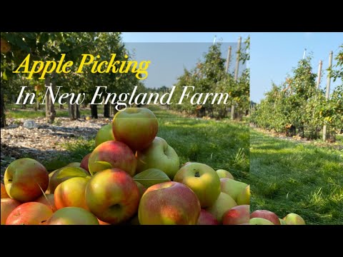 Apple picking in New England farm. Apple Picking Experience In USA, Pick your own apple,Tractor ride