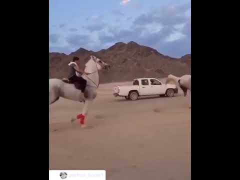 Fastest horse in the world