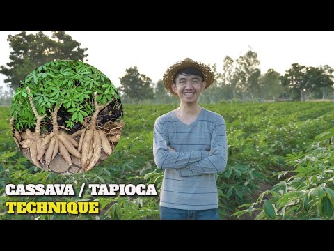 &quot;Revolutionizing Agriculture:The Incredible Cassava Cultivation, Harvesting, and Processing Process&quot;